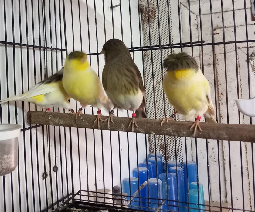Vendo canários e 2 gaiolas