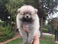 Spitz anão macho