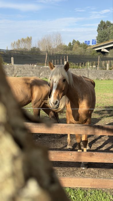 Egua Palomina super mansa
