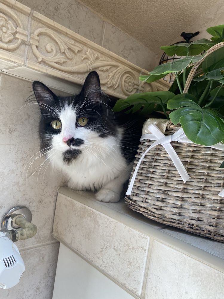 Kocurek Shiro szuka domu kot do adopcji