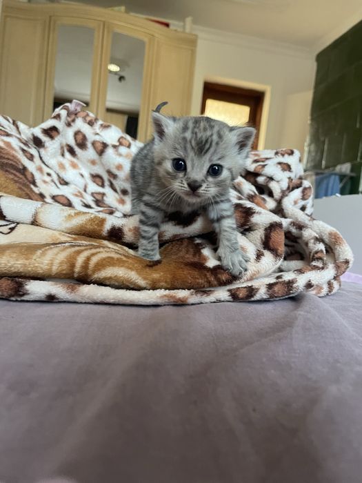 Відаються у добрі руки котики