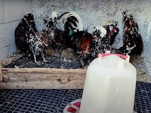 Інкубаційне яйце та курчата, Падуан фарфоровий. 90% оплод. Птиця
