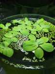 Plantas aquáticas de superficie (alface de água)