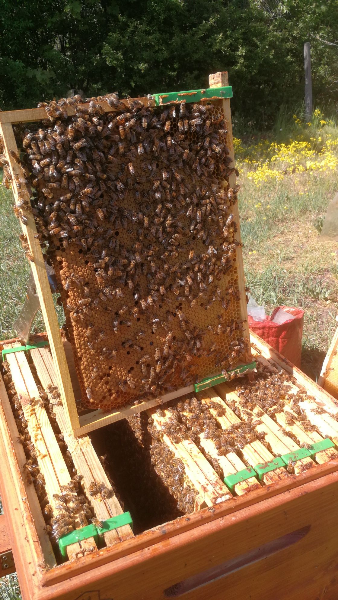 Odkłady pszczele i pełne rodziny pszczele na 4 ramkia ramce wielkopols