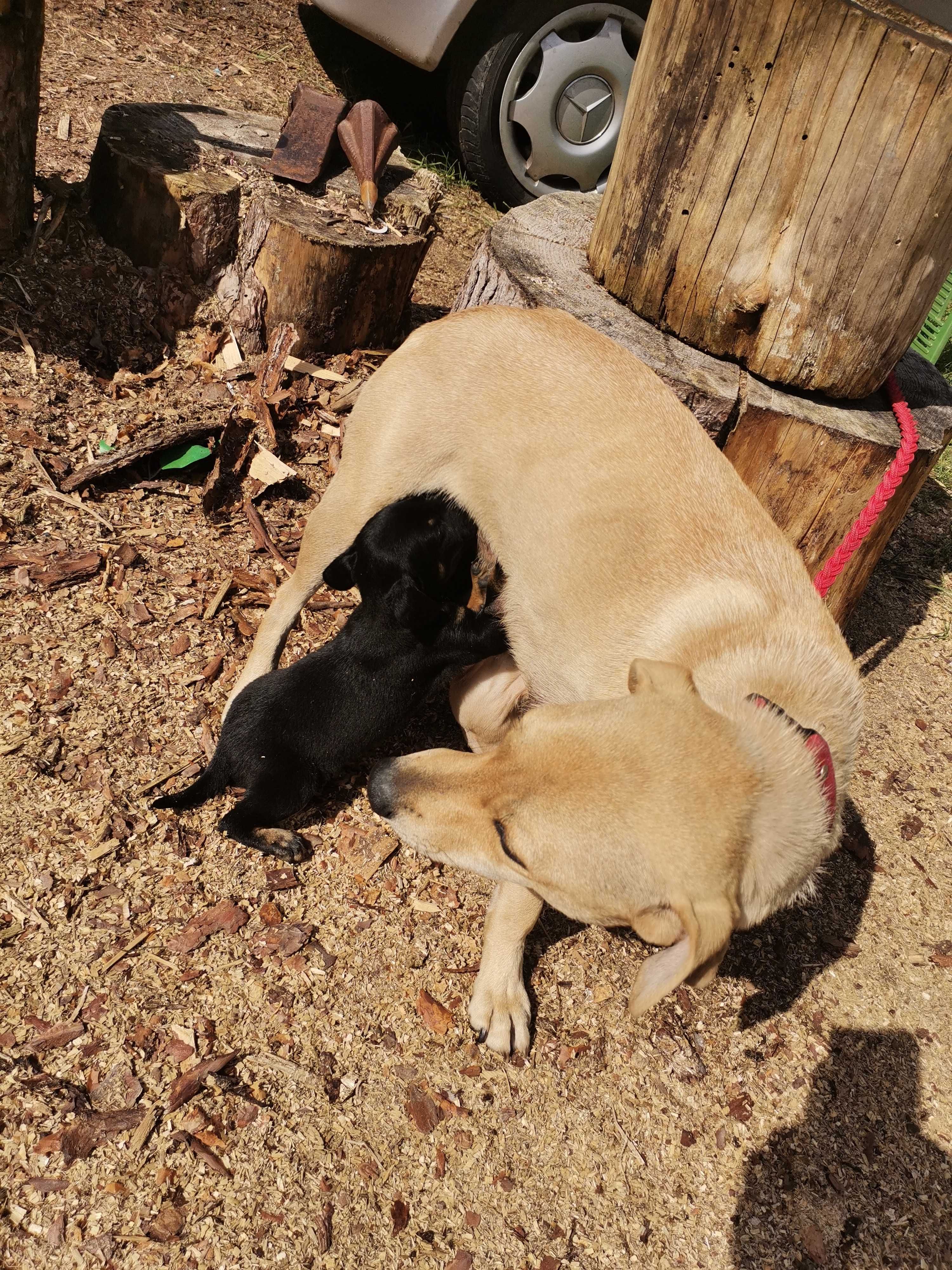 Pieski po labradorce mini do adopcji