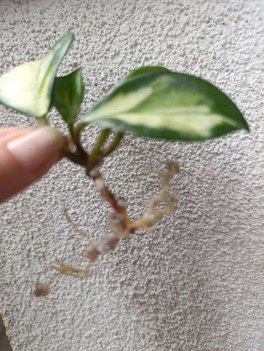 Hoya Carnosa Tricolor i inne