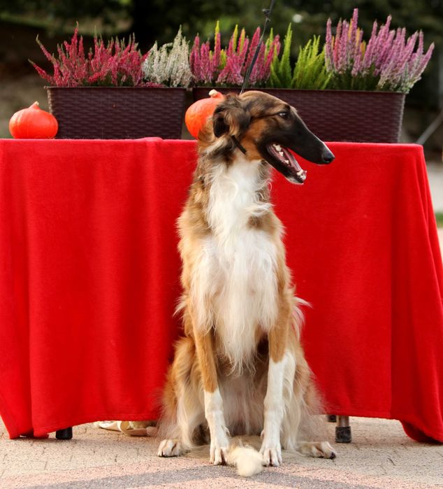 Borzoj Chart rosyjski, ZKwP FCI, śliczna, ruda sunia ORINOKO