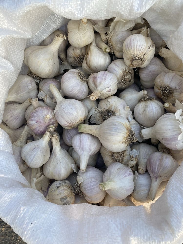 Часник зимовий продам