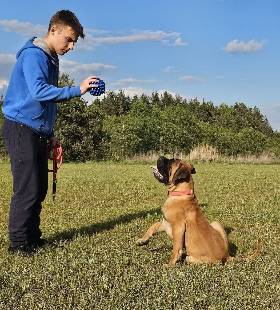 Bullmastiff nie rottweiler corso szczeniak ur. 3.12.24r doskonałe skoj
