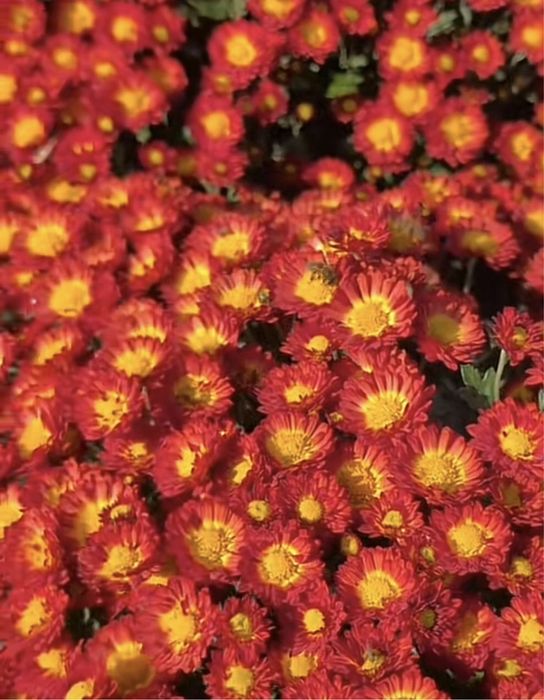 Хризантема мультифлора Дора маточник