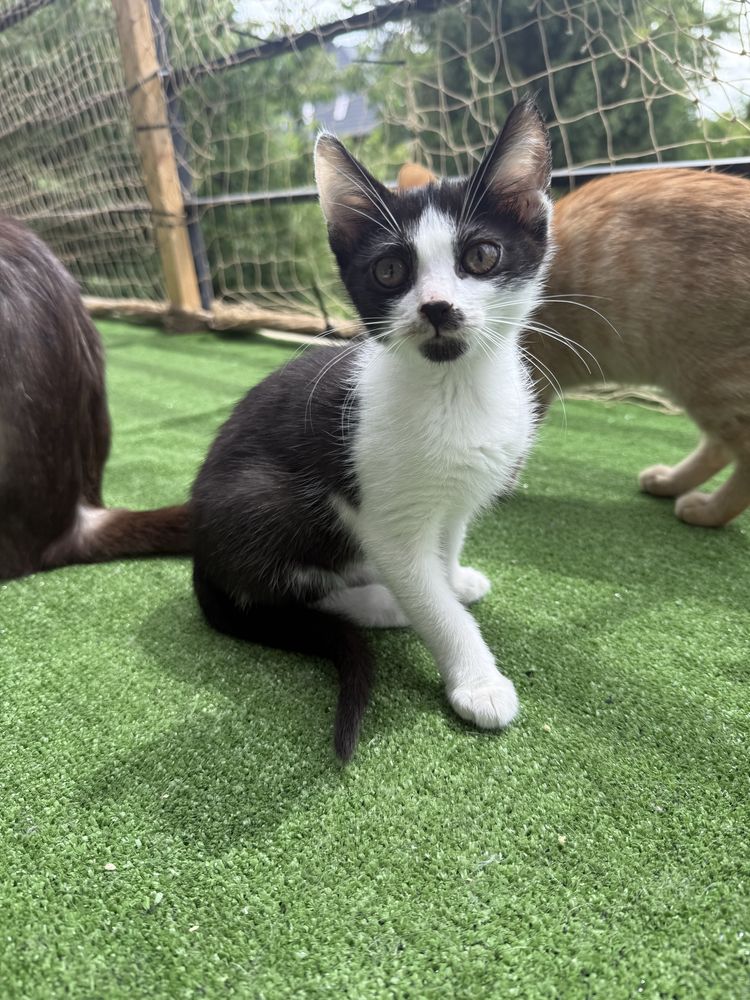 Malutka kotka Gapa do adopcji