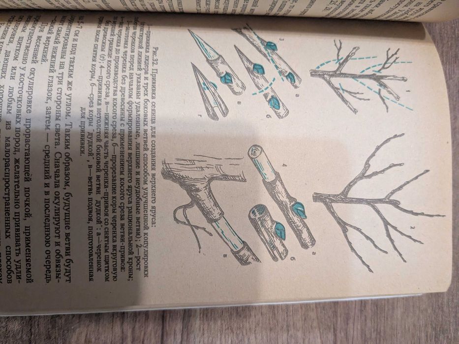 Опыты в школьном саду