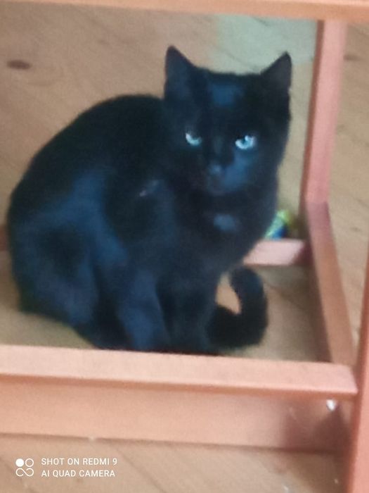 Котик,кошеня,кіт,котя,котятко,кошенятко