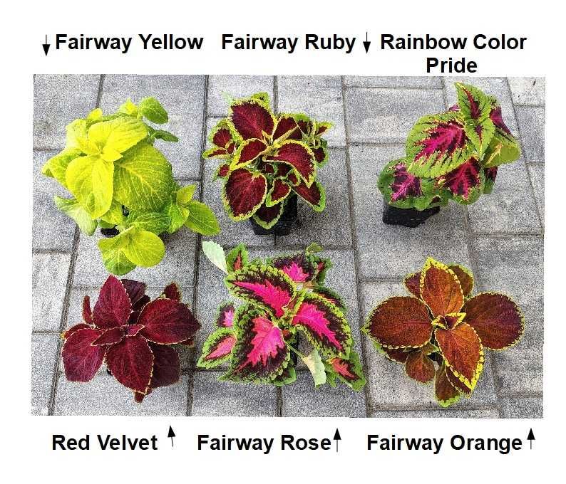 Koleus Pokrzywka Rainbow Color Pride do domu i na balkon