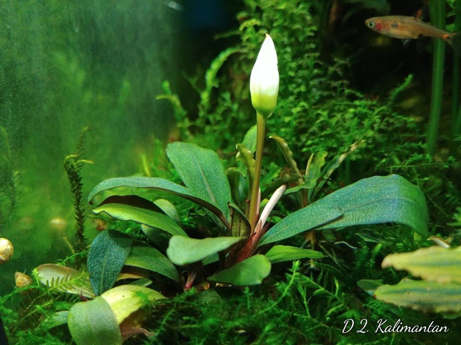 Bucephalandra буцефаландра