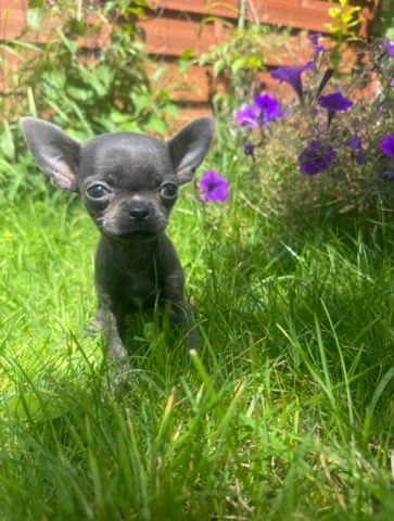 Krótkowłosa chihuahua niebieska blue