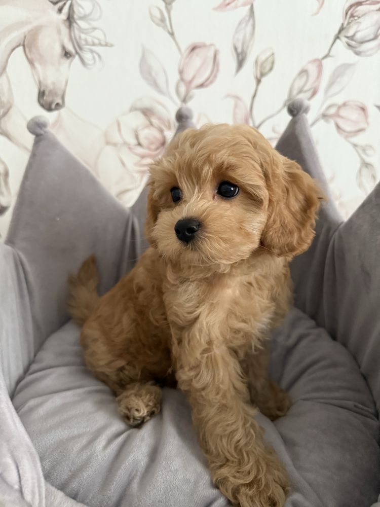 Piesek Maltipoo gotowy do odbioru z rodowodem