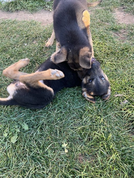 Продаються дівчатка німецької вівчарки