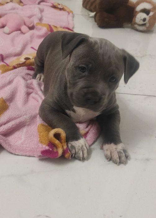 Amstaff blu piesek