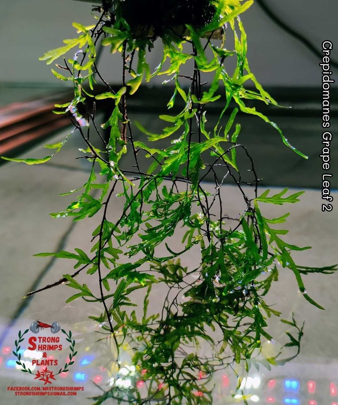 Crepidomanes Grape Leaf 2 Rarytas