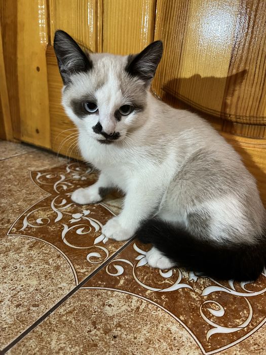 Відам котика в добрі руки