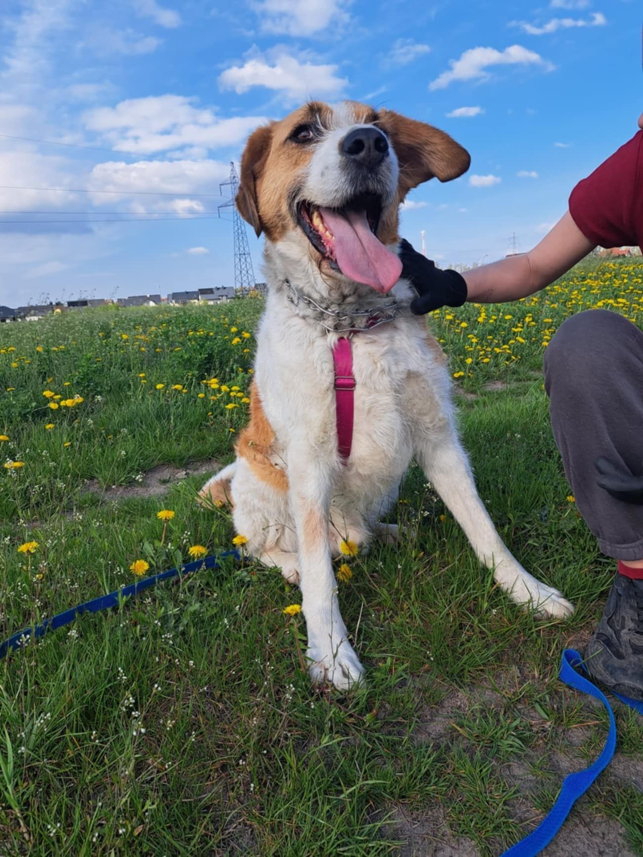 Prozor do adopcji