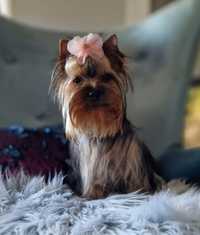 York Yorkshire Terrier FCI SUCZKA