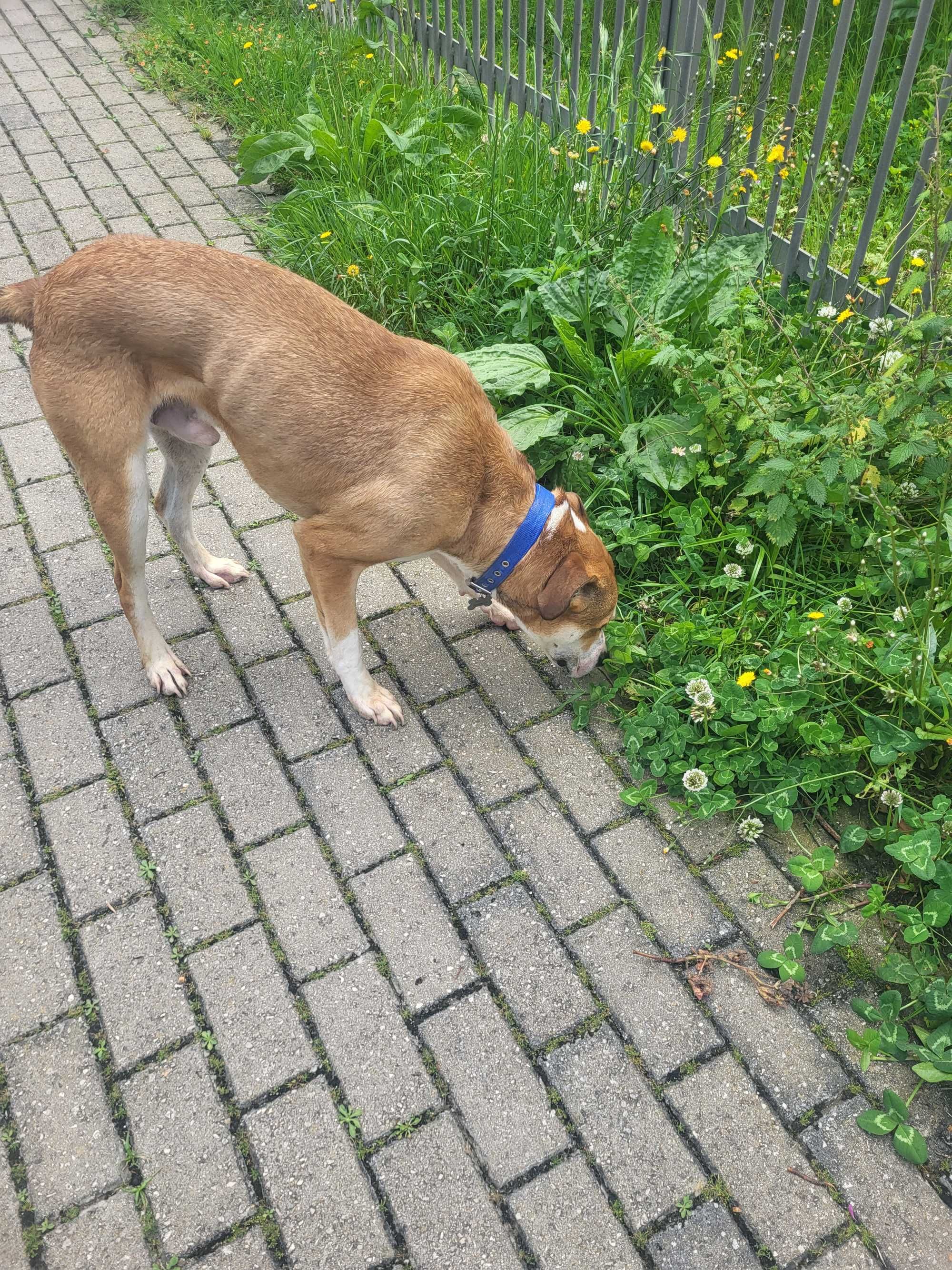 Pitbull meigo inteligente