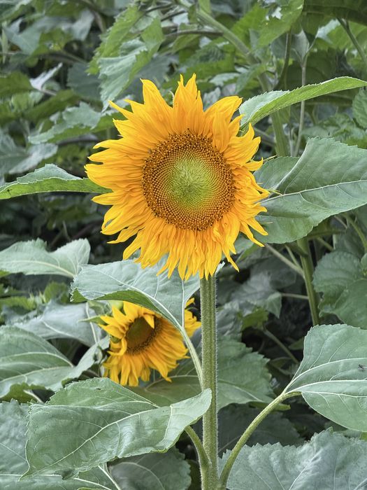 Słonecznik ozdobny, odbiór osobisty, Warmia/Pomorze