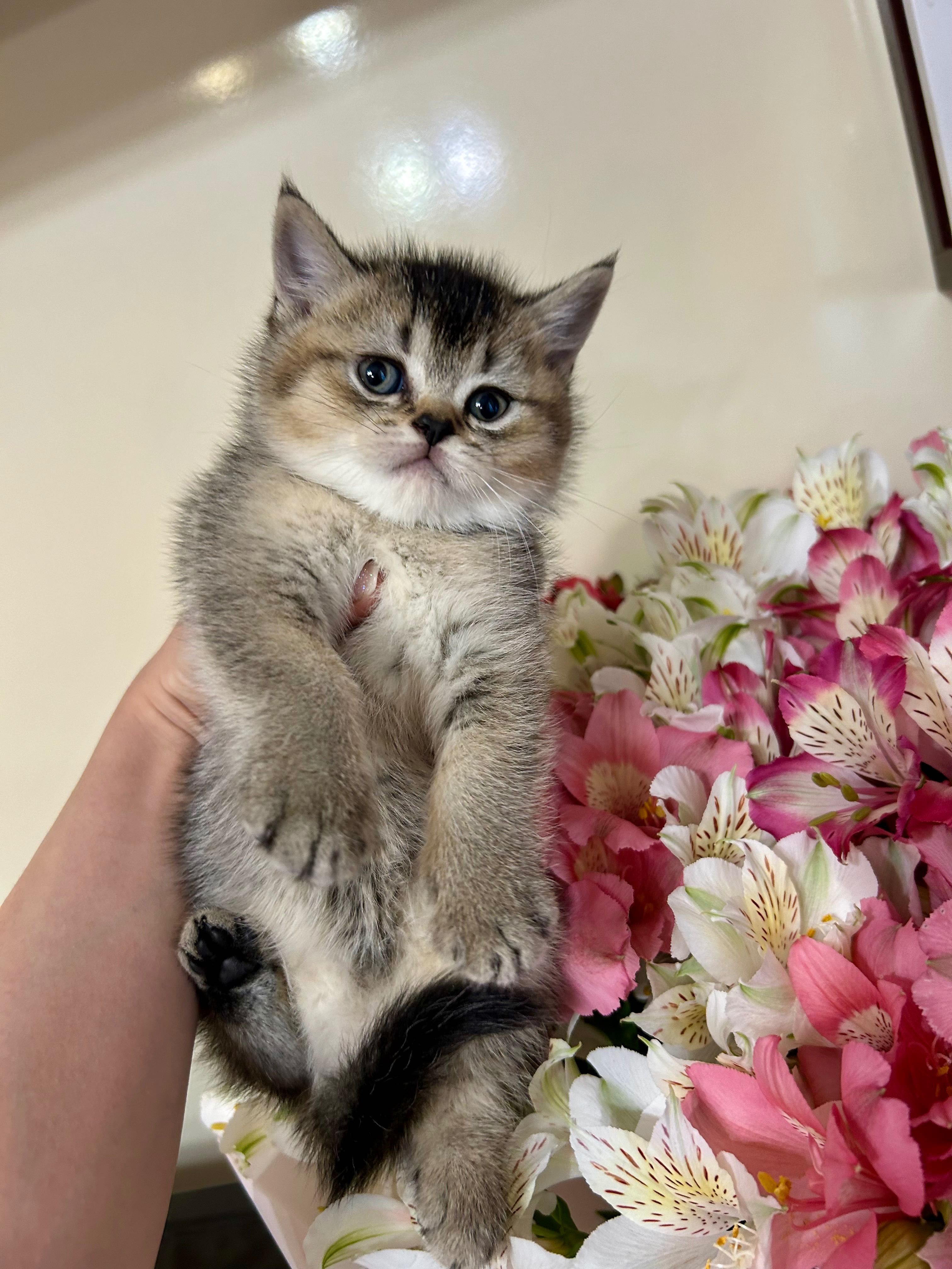 Британські чистокровні кошенята