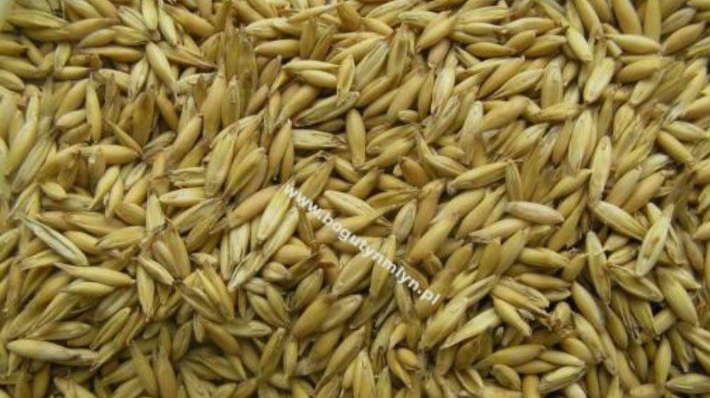 Sprzedam zboże Owies.