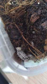 Prosionki Porcellio laevis 'Dairy Cow' 10 szt