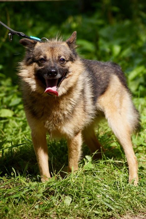 Kudłaty psiak szuka domu