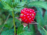 Framboesa Morango - Rubus Illecebrosus