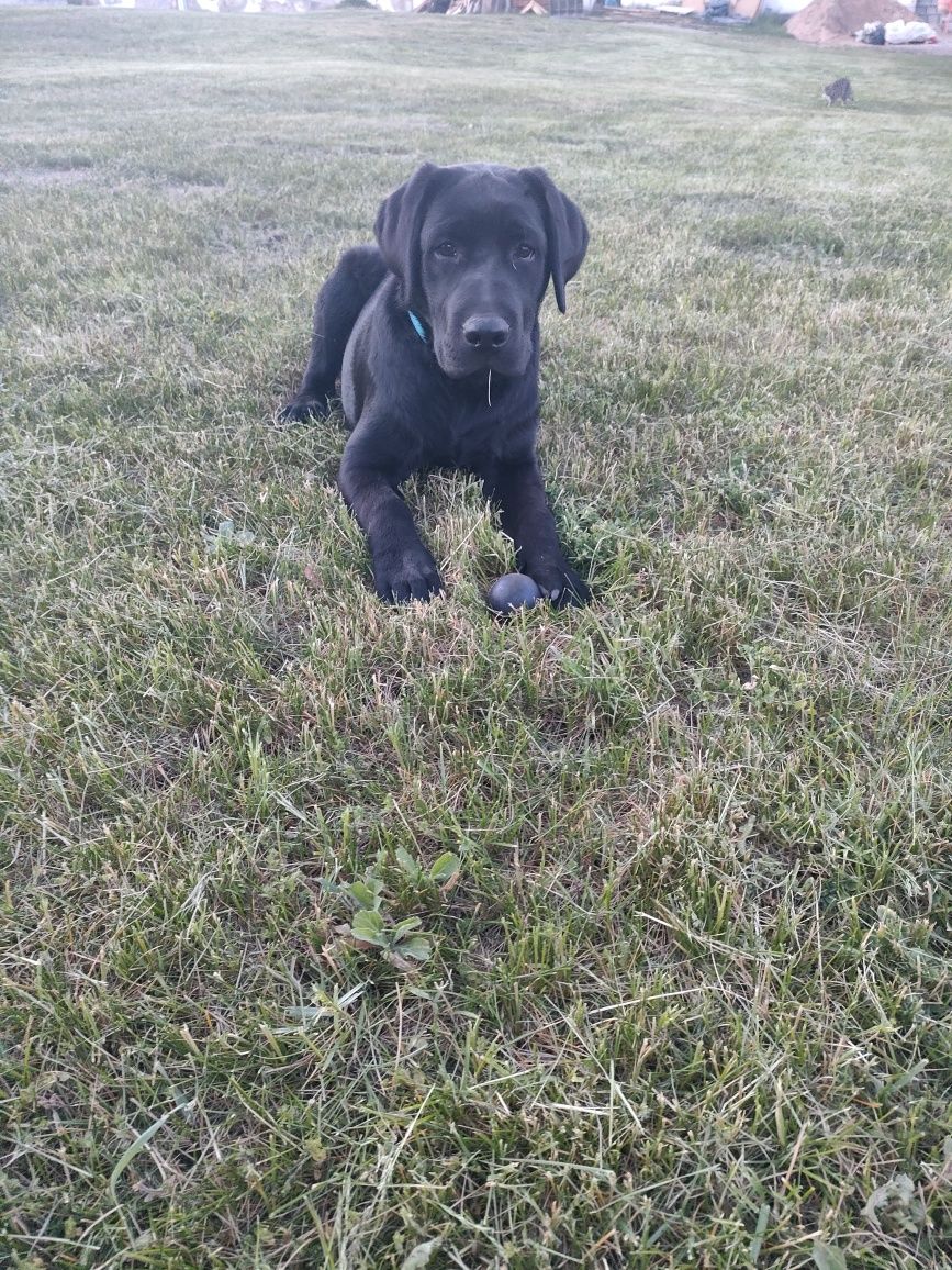 Zaginął młody labrador