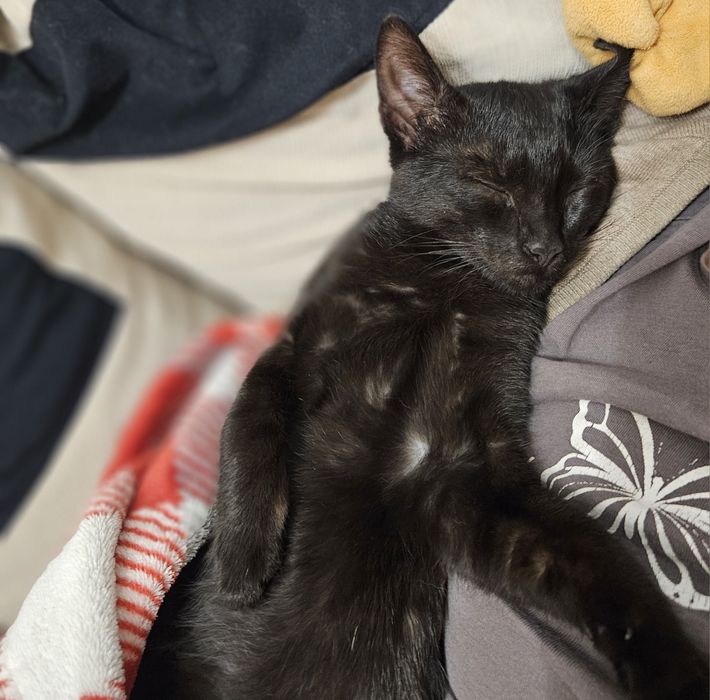 Czarnulka do adopcji