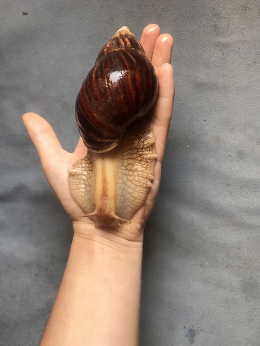 Улитки ахатина имакулята