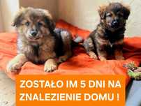 Mamy 5 dni na znalezienie domu dla 4 mc.Lucka i Lotki Zwierzęca Polana