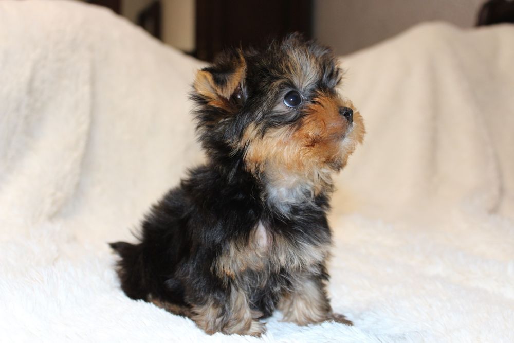 Маленькі і вірні друзі для вас