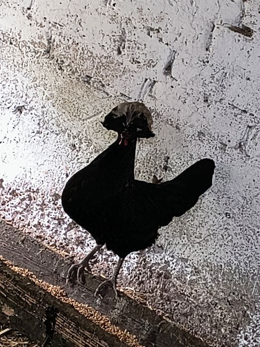 Jaja lęgowe bialoczuby czubatka miniaturowe