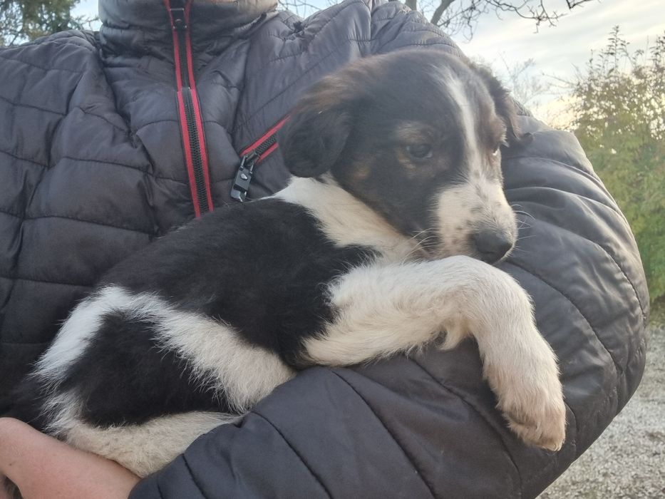 Szczeniak piesek mix kundel, borzoi