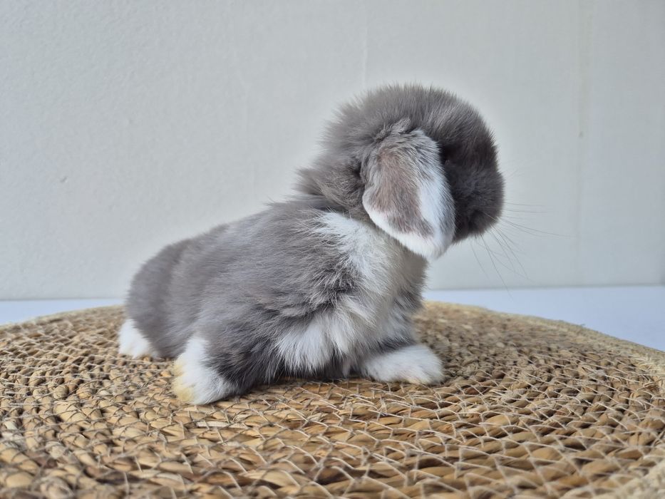 Królik Mini -Lop