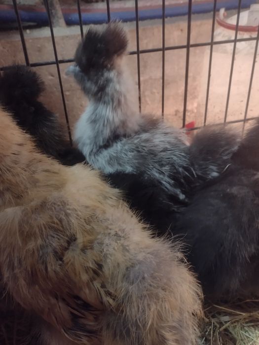 Silka. Ptaki ozdobne. Silka Jedwabista 2023