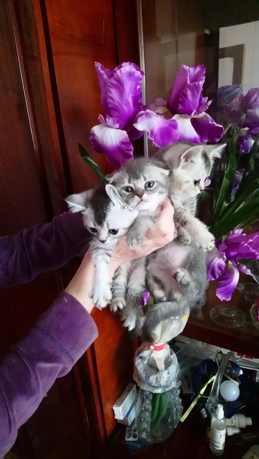 Шотландские котята