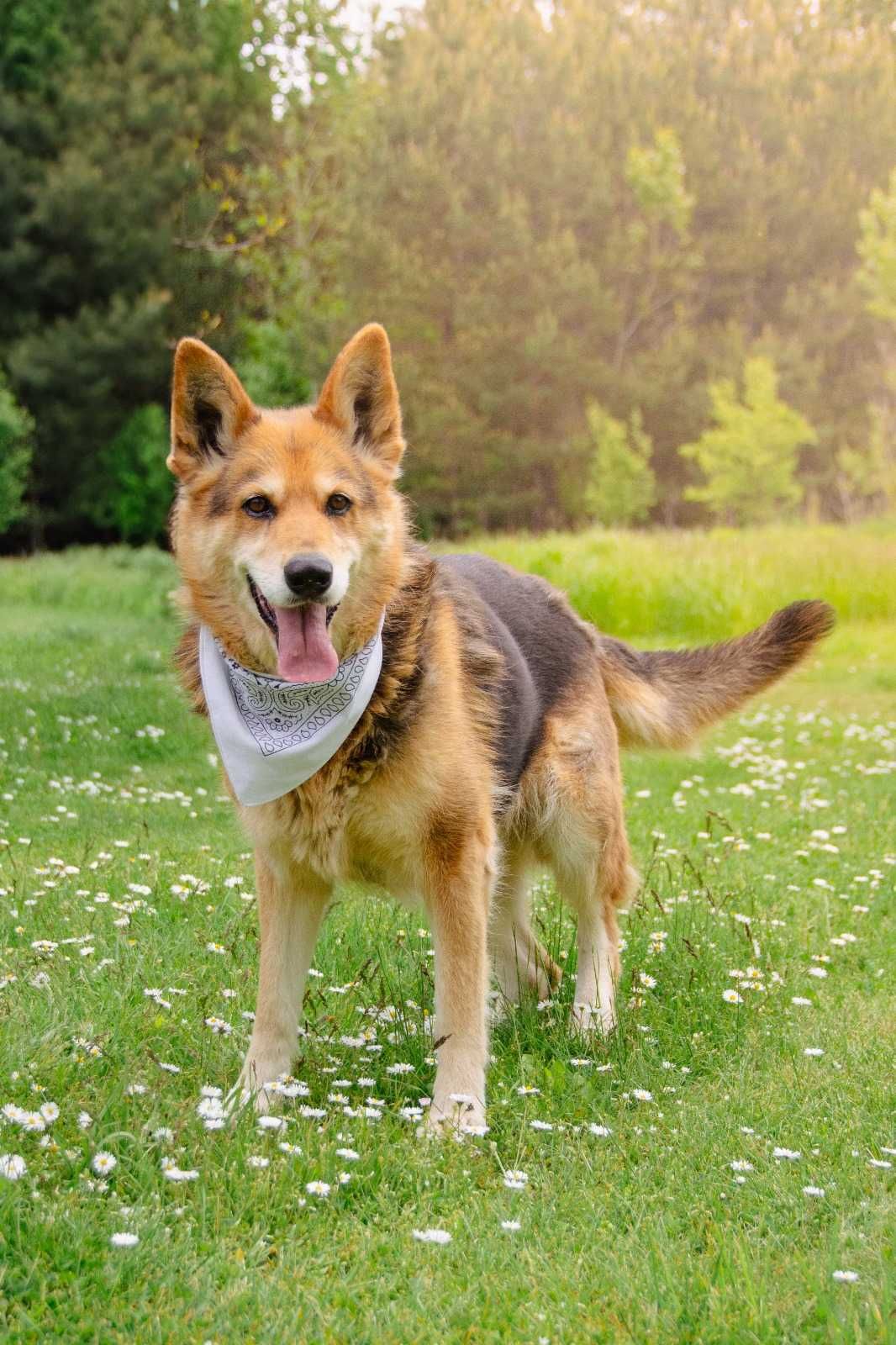 Gaja - 9 letnia suczka do adopcji, która kocha ludzi całym sercem!