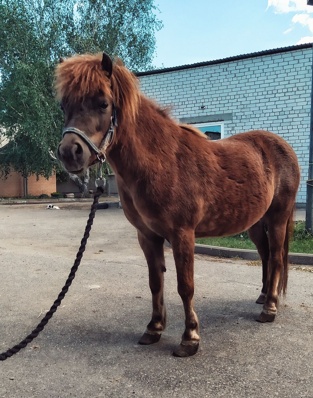 Поні, кобила, кінь на продаж