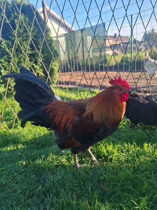 Sprzedam rasowe koguty