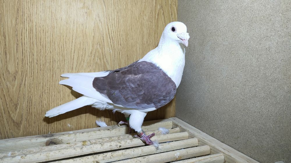Gołębie pocztowe śląski tarczowy
