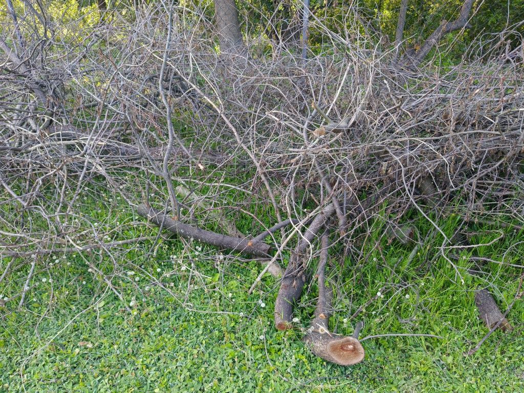 Oddam gałęzie drzew owocowych