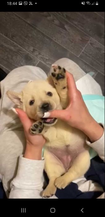 Цуценята тільки в добрі ручки метиса лабрадора